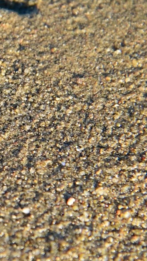 海滩上挖洞的螃蟹视频的预览图