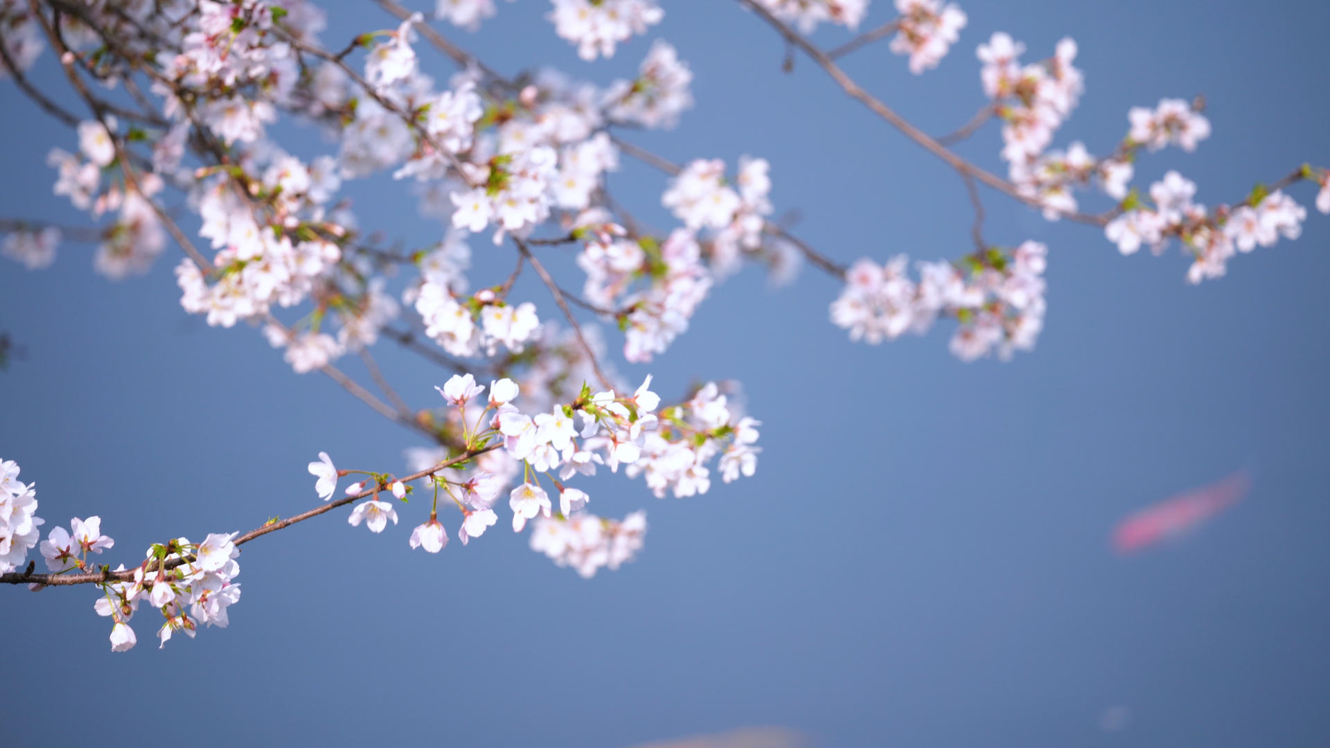 春天三月花季花期盛开的樱花4k素材视频的预览图