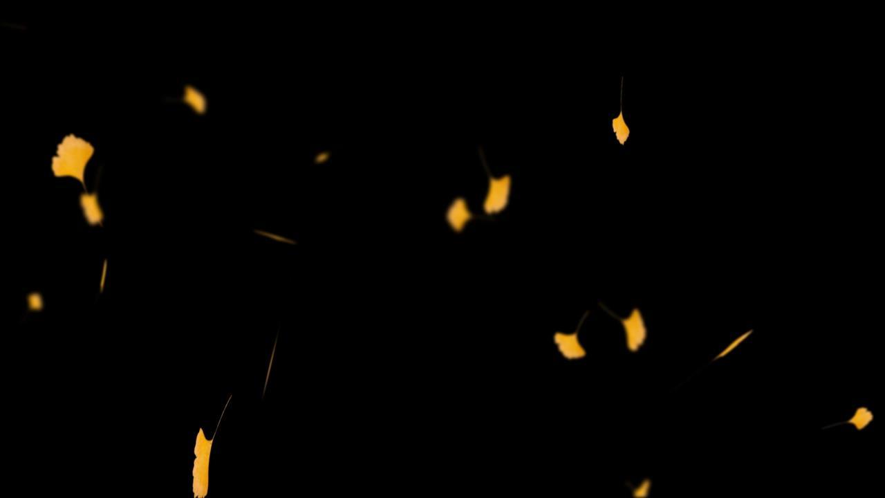 银杏叶飘落动画视频的预览图