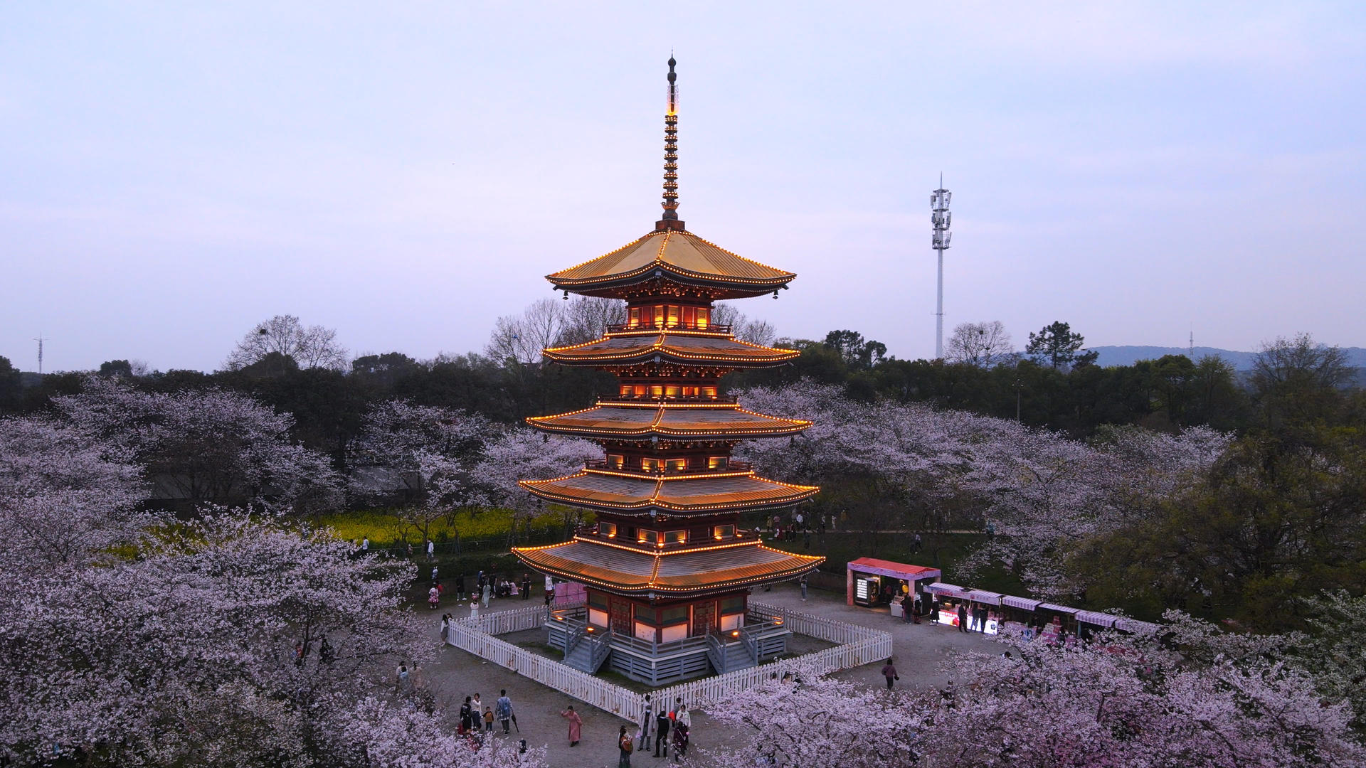 航拍三月春天花季花期樱花树与古建筑五重塔4k素材视频的预览图