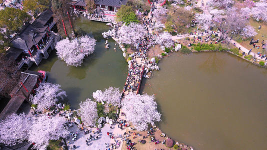 航拍三月春天花期花季盛开的樱花4k素材视频的预览图