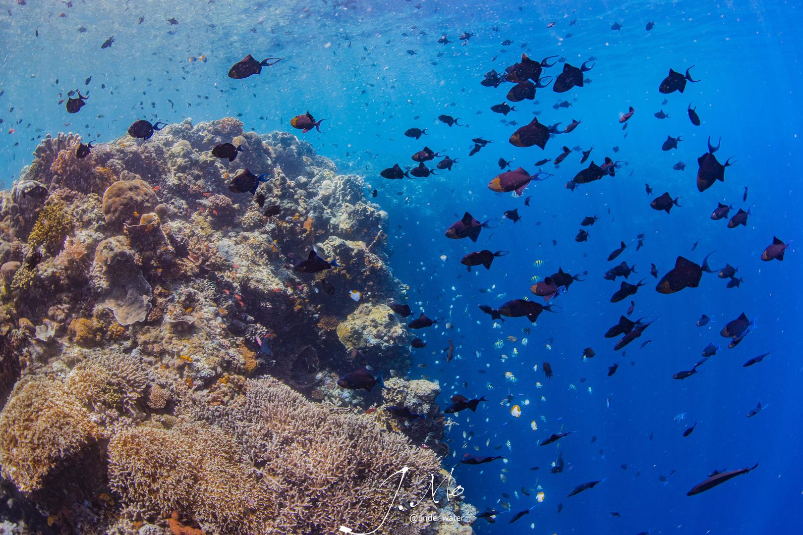 海底缤纷峭壁珊瑚视频的预览图