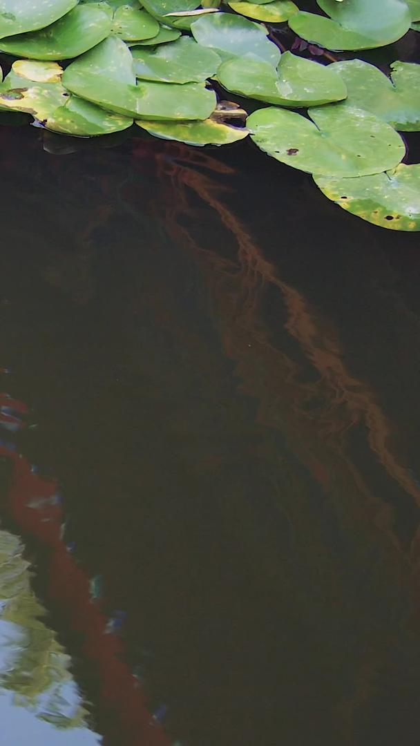 荷塘锦鲤慢动作视频的预览图