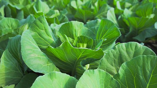 4K有机蔬菜农业塑料大棚青菜视频的预览图