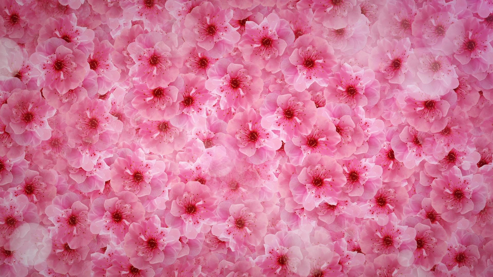 樱花背景素材视频的预览图