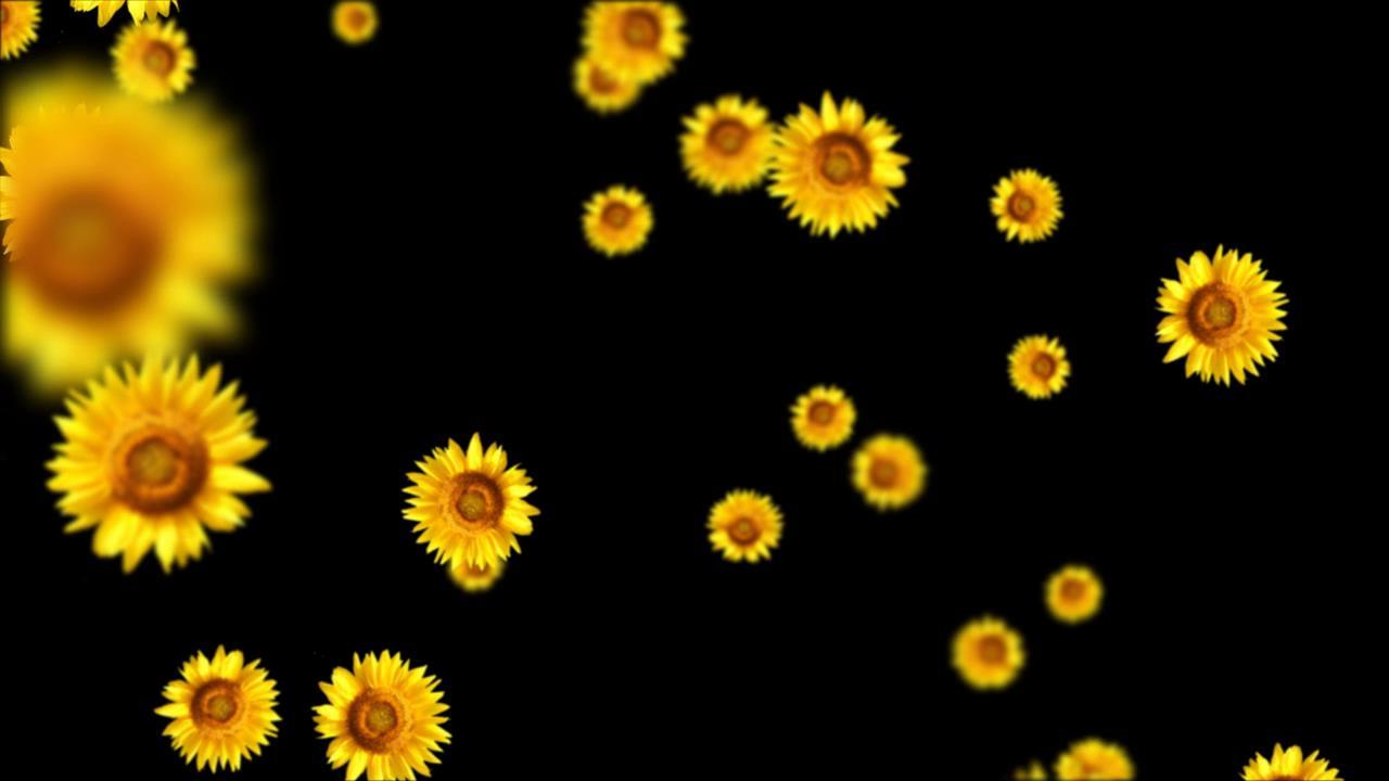 向日葵飘落动画视频的预览图