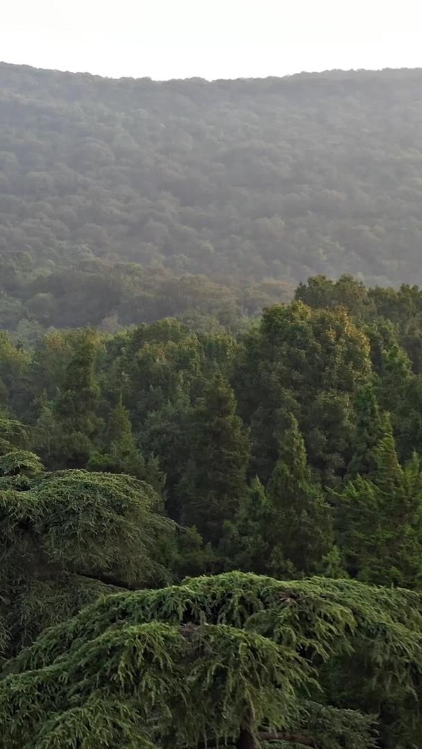 钟山风景区国家5A级景区中山陵近景清晨航拍视频的预览图
