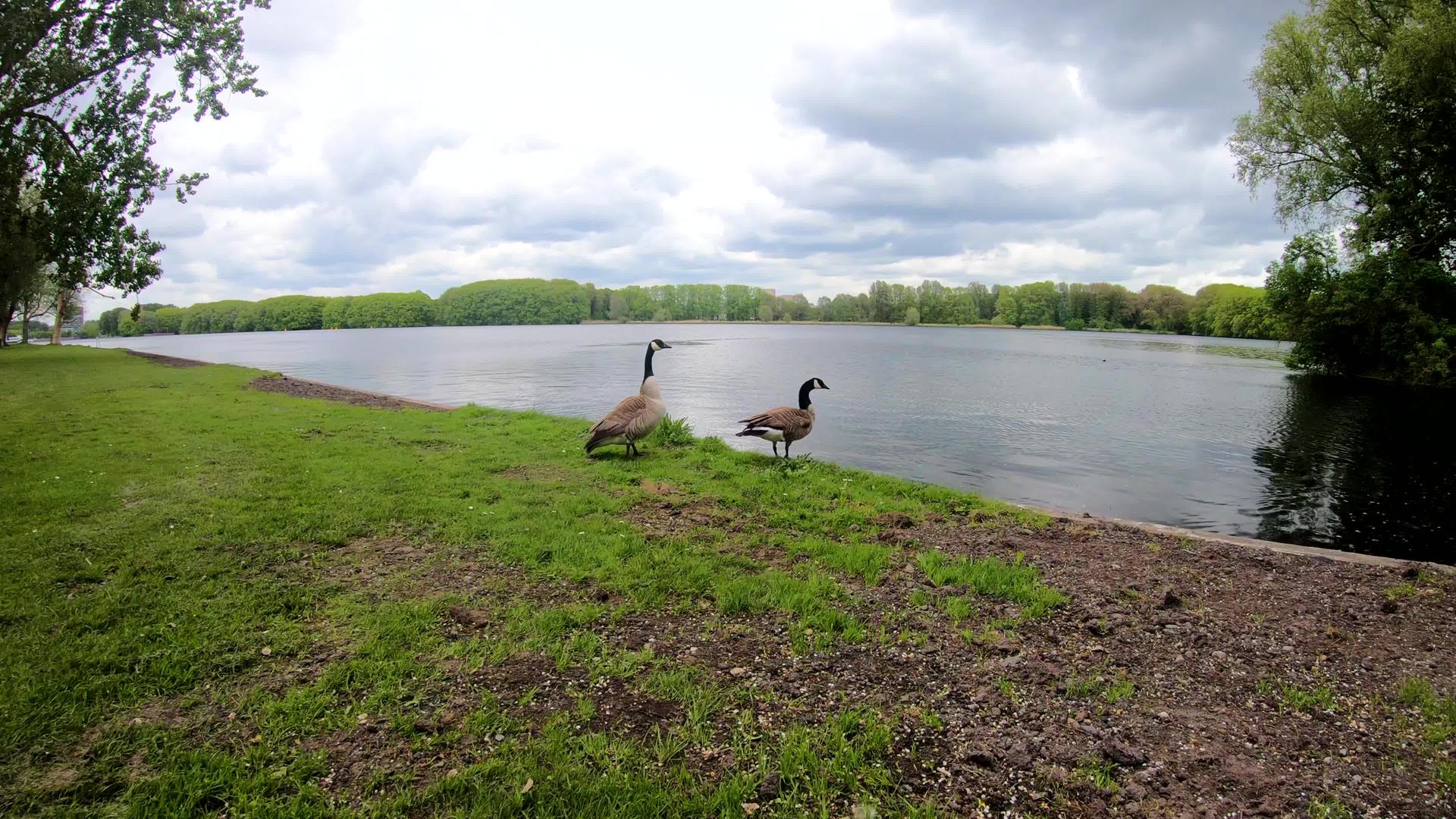 在湖中游泳的野鹅视频的预览图