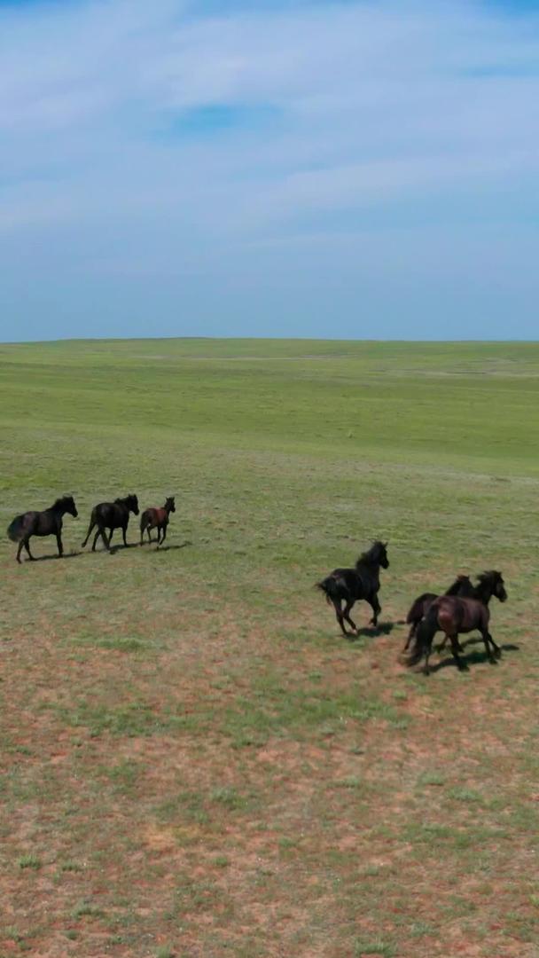5k航拍广阔的草原和草原上奔跑的马匹和马群视频的预览图