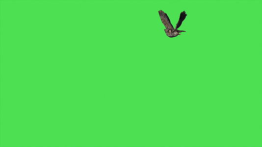 4k动画猫头鹰在绿屏上飞行视频的预览图