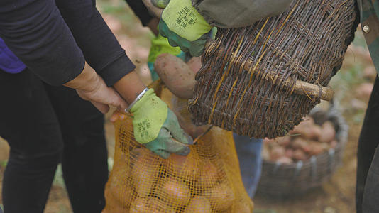 农村农业丰收洋芋土豆箩筐农民视频的预览图