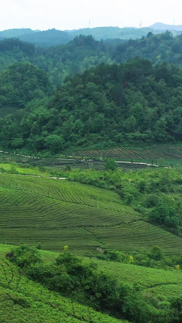 贵州白茶之乡茶山航拍视频的预览图