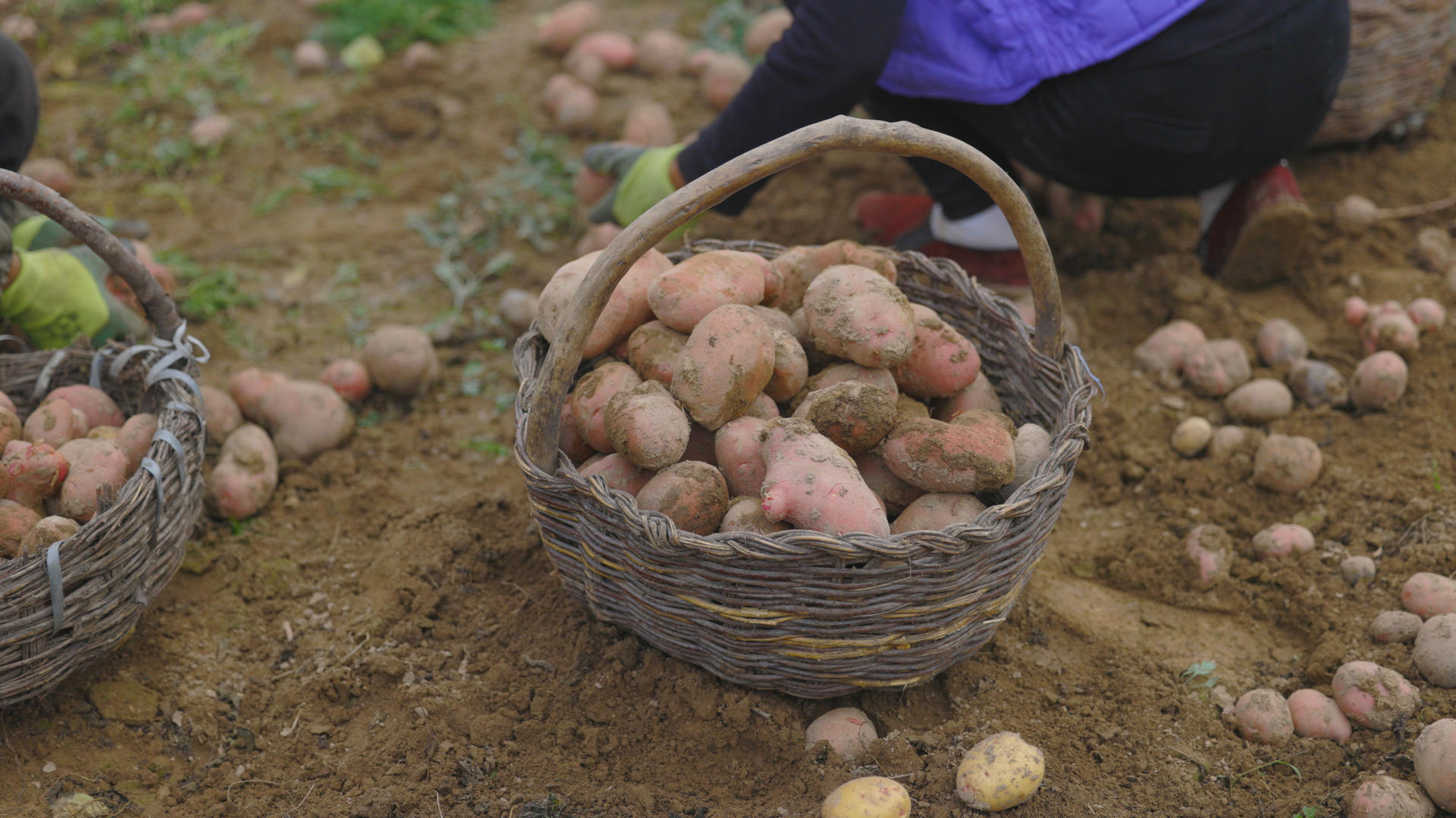 农村农业丰收洋芋土豆箩筐农民土地视频的预览图