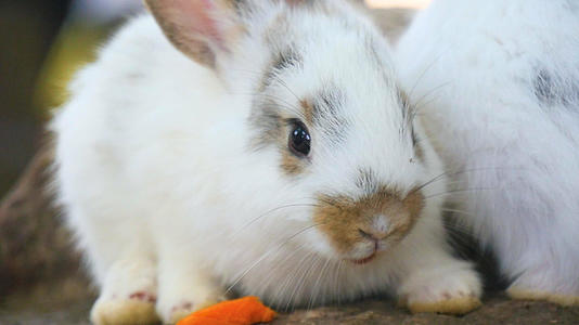 可爱的小白兔视频的预览图