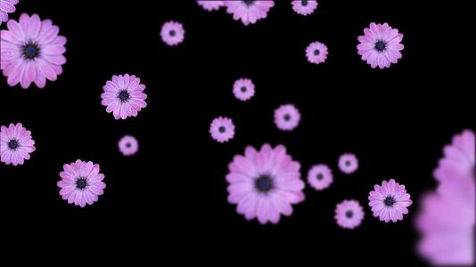 菊花飘落动画视频的预览图