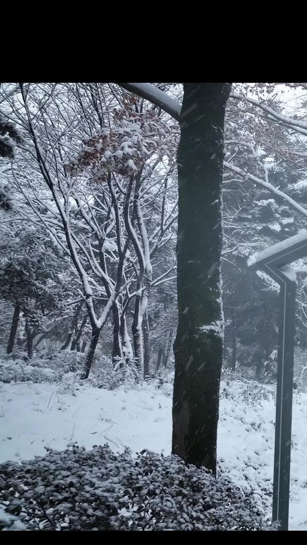 冬天雪景下雪视频的预览图