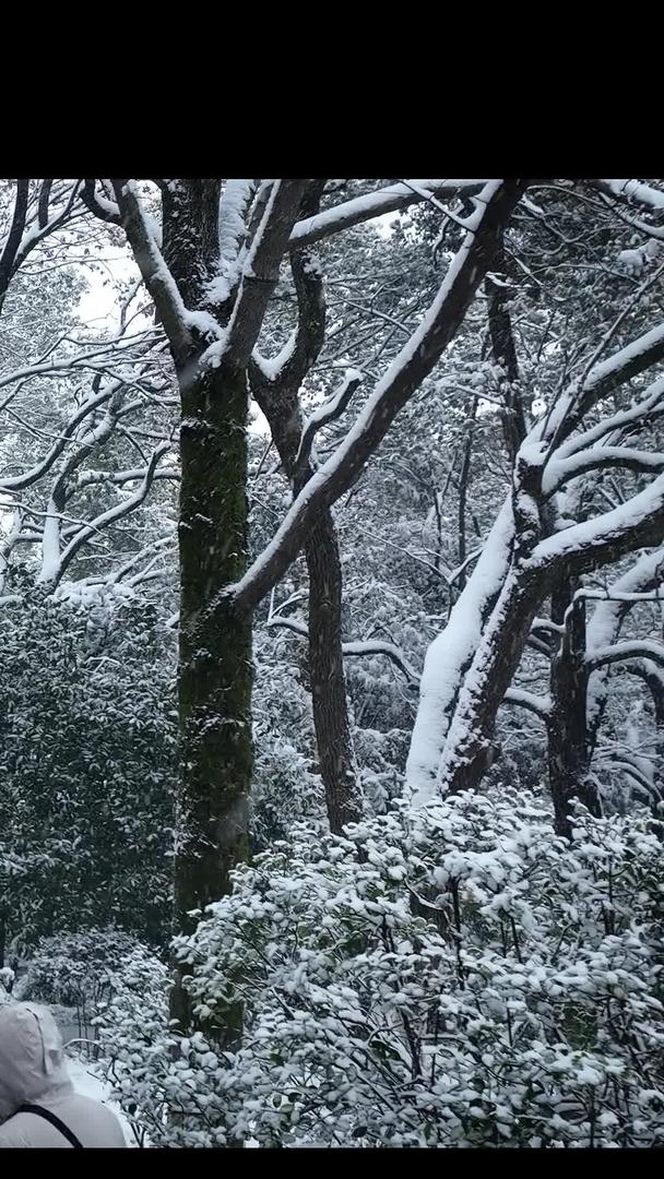 冬天雪景下雪视频的预览图