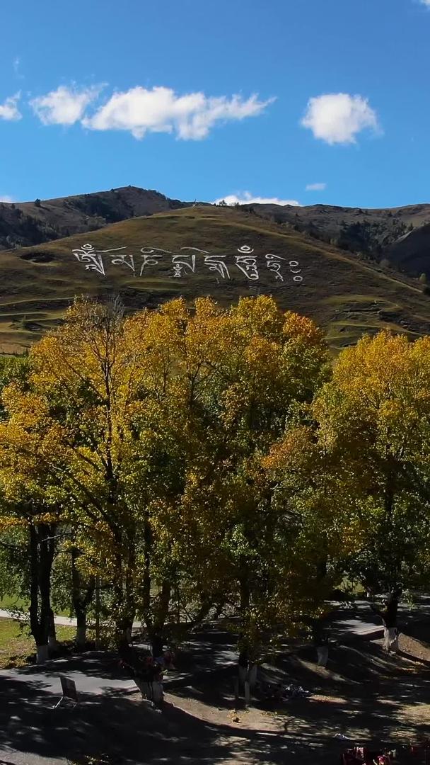 秋天川西高原上的金色白杨树航拍视频的预览图