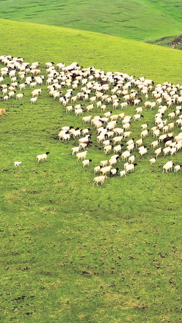 大草原放羊畜牧业航拍视频的预览图