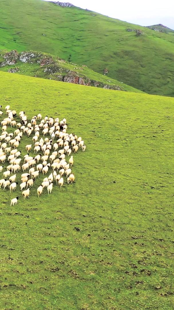 大草原放羊畜牧业航拍视频的预览图