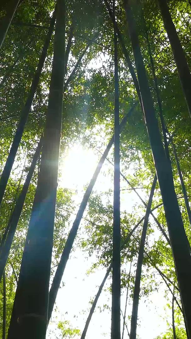 竹林美丽的光晕视频的预览图