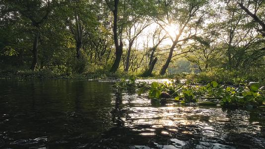 4K拍摄日落时溪流流淌的山林视频的预览图
