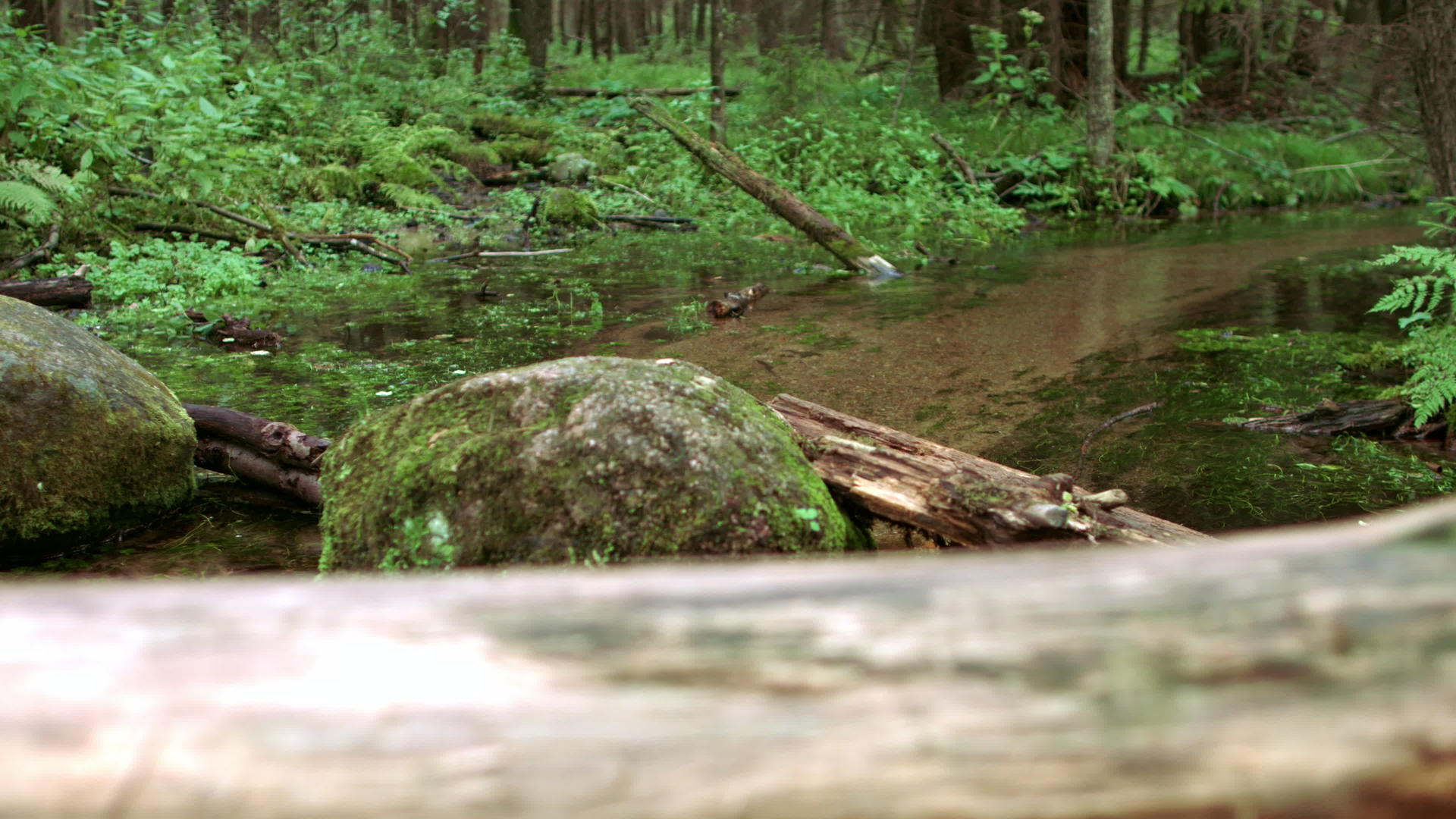 绿色厚岩石和苔藓覆盖的石头之间流动的森林视频的预览图