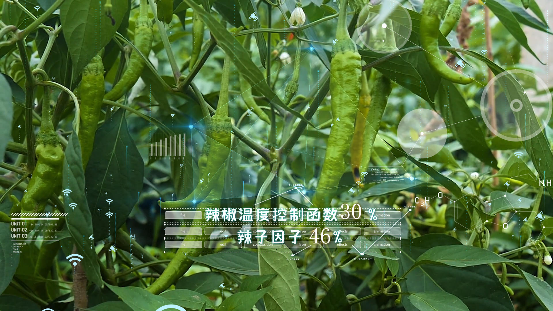 现代新农村种植果蔬AE模板视频的预览图