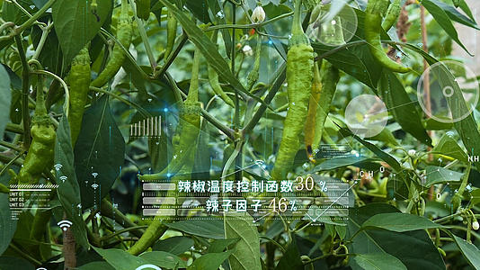 现代新农村种植果蔬AE模板视频的预览图