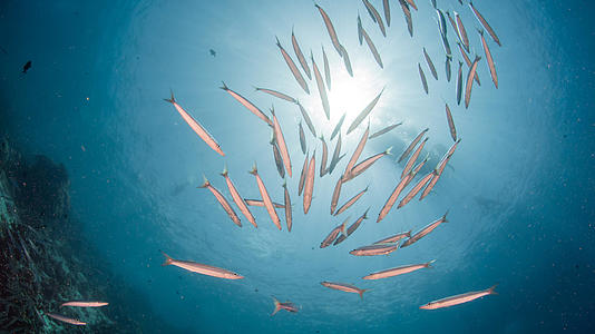 海底黄鱼群视频的预览图