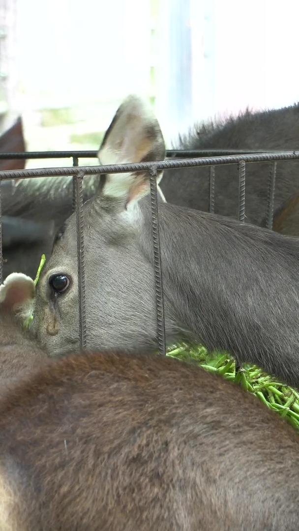 水鹿国家二级保护动物视频的预览图