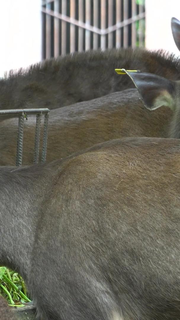 水鹿国家二级保护动物视频的预览图