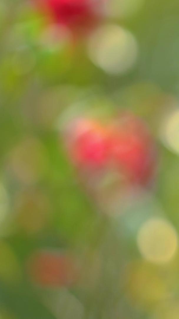 春暖花开红山茶花视频的预览图