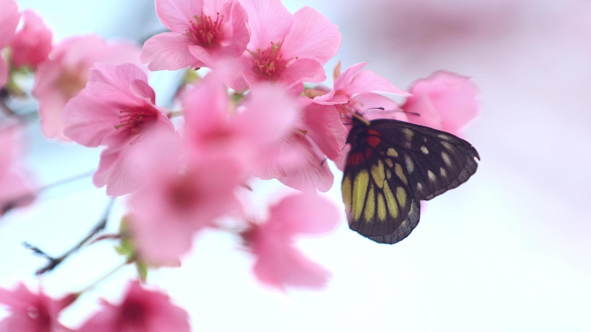 樱花花上的蝴蝶视频的预览图