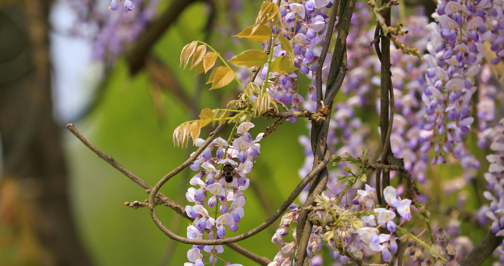 4K微距拍摄紫藤花上的蜜蜂采蜜合集视频的预览图