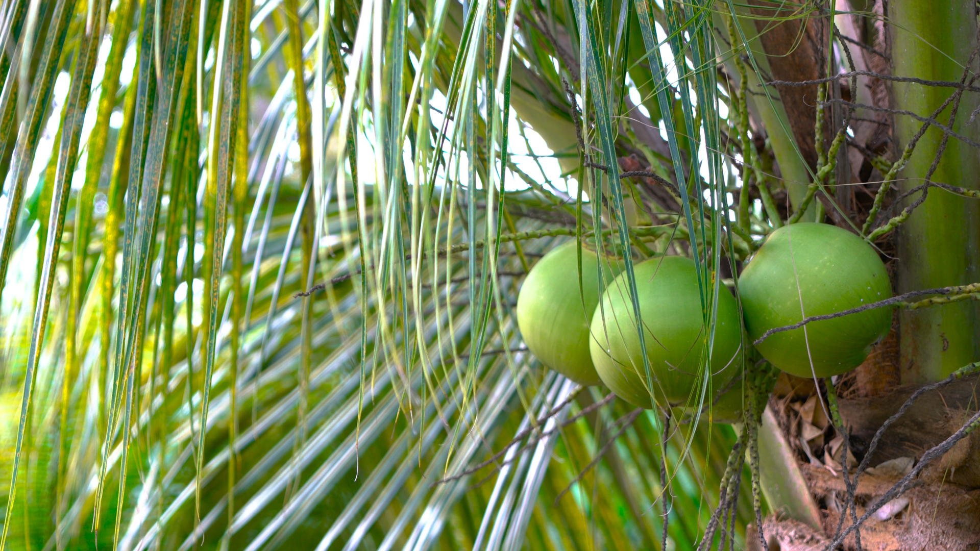 青皮椰子及幼果合集4K视频的预览图