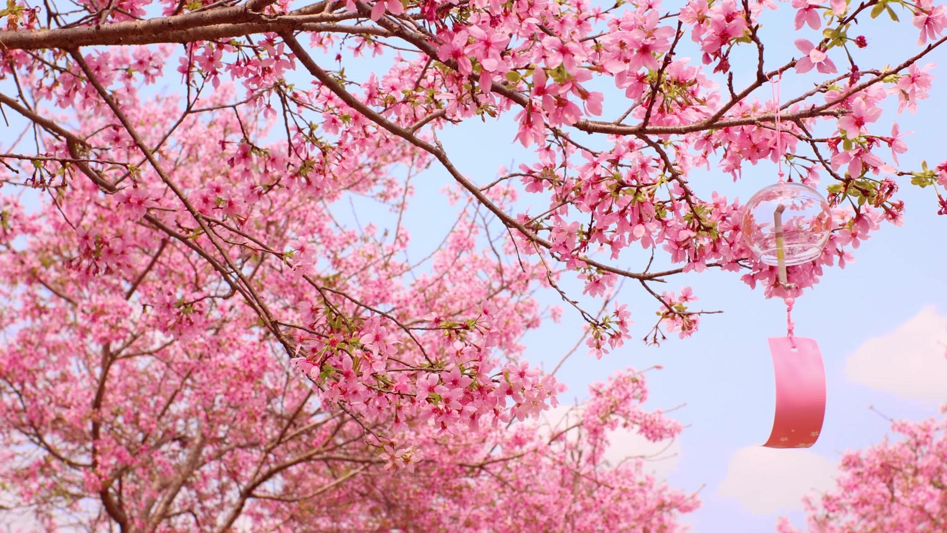 春暖花开的浪漫樱花和风铃视频的预览图