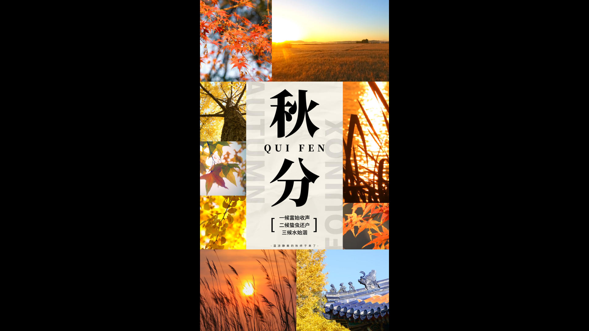 秋分节气简单全屏海报展示视频的预览图