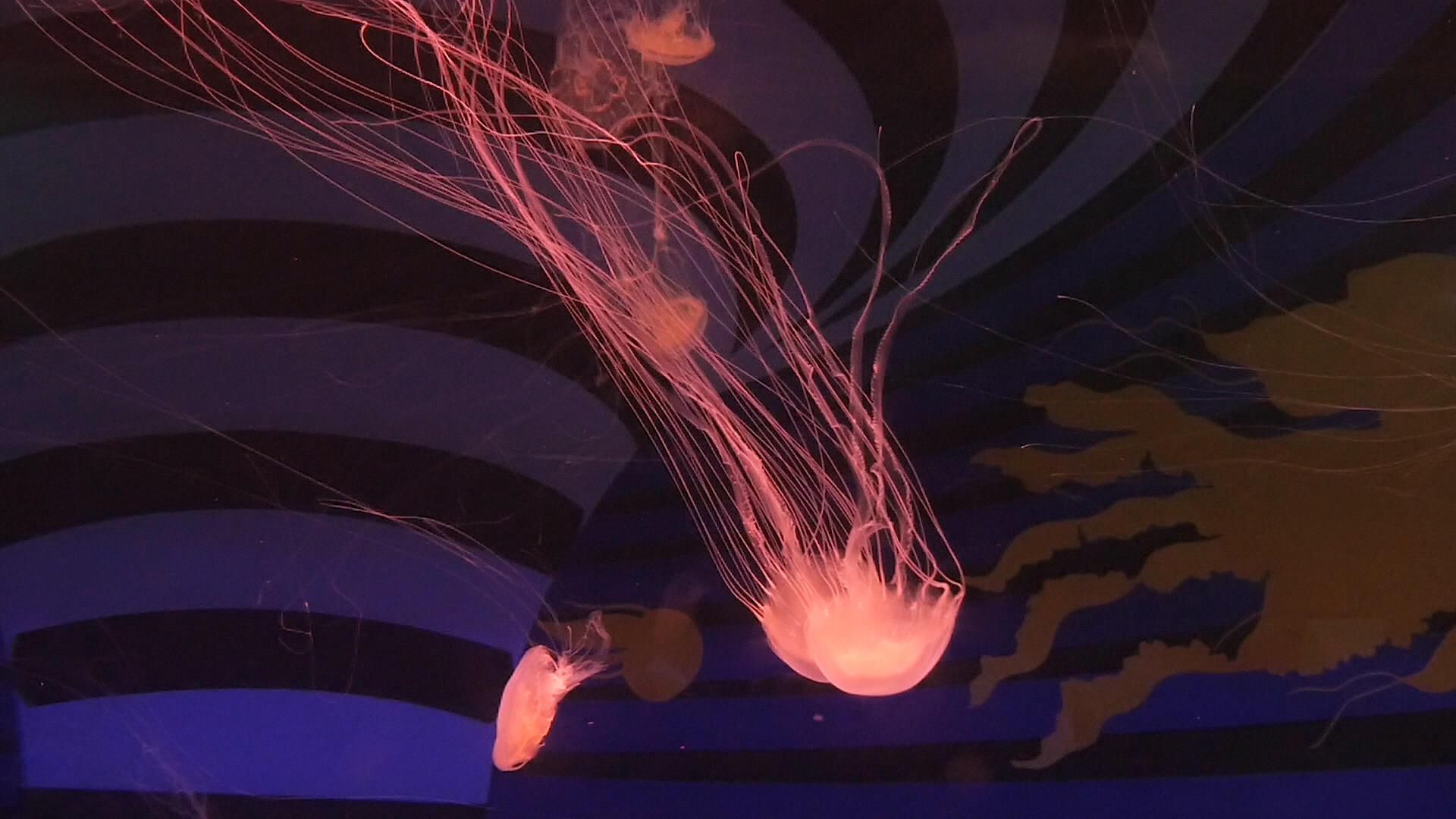 大西洋水母视频的预览图