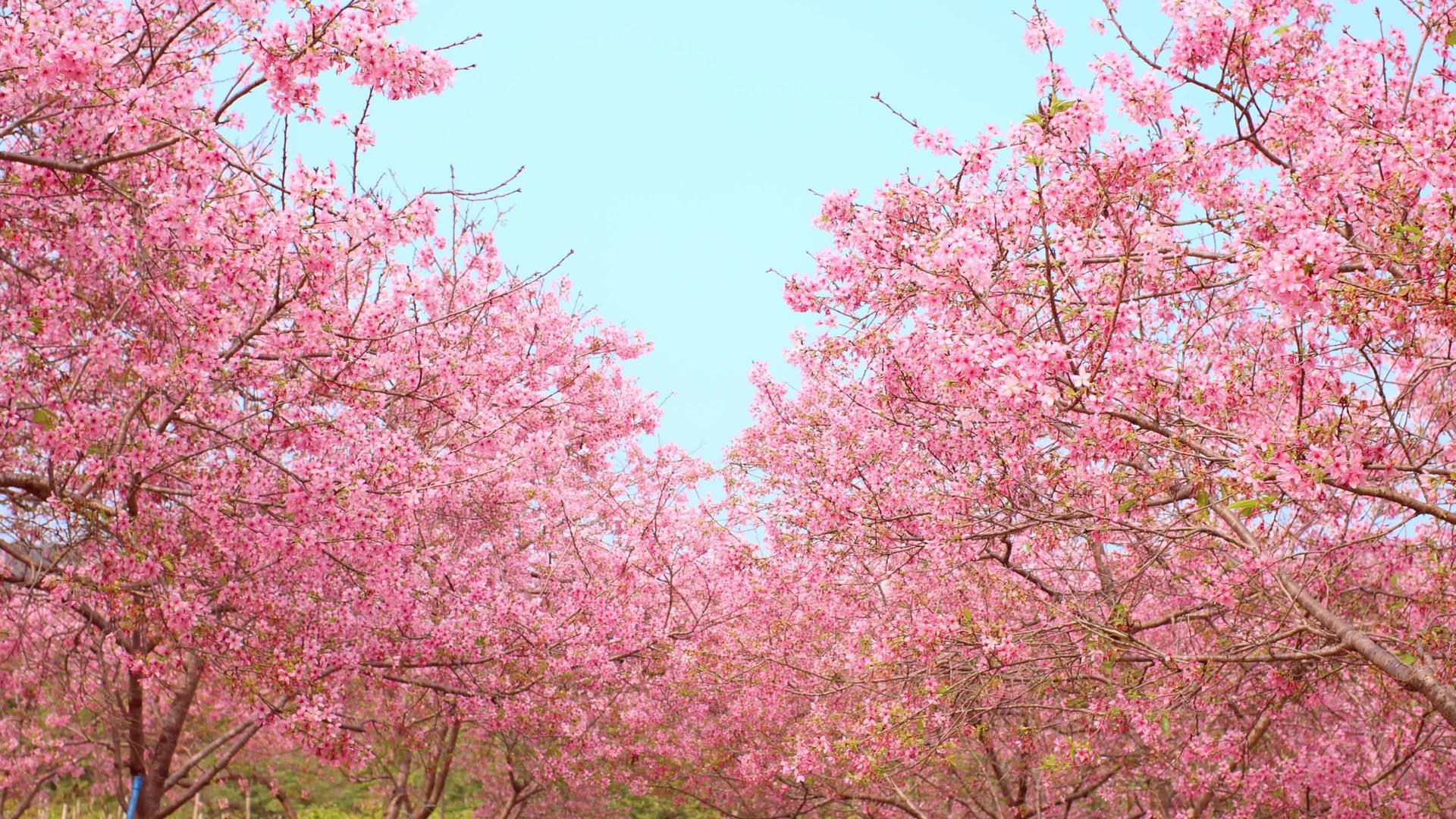 春天美丽浪漫的樱花视频的预览图