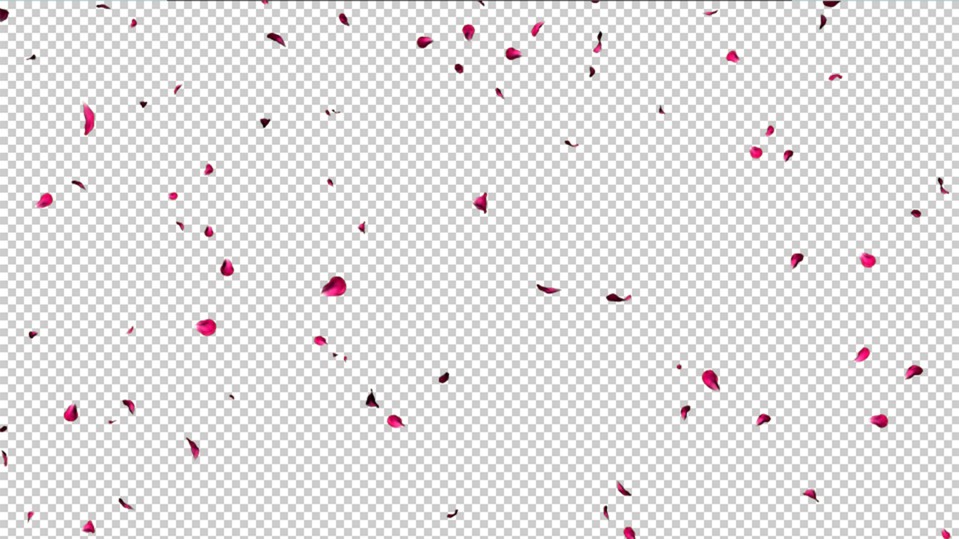 4K花瓣飘落视频元素带透明度通道视频的预览图