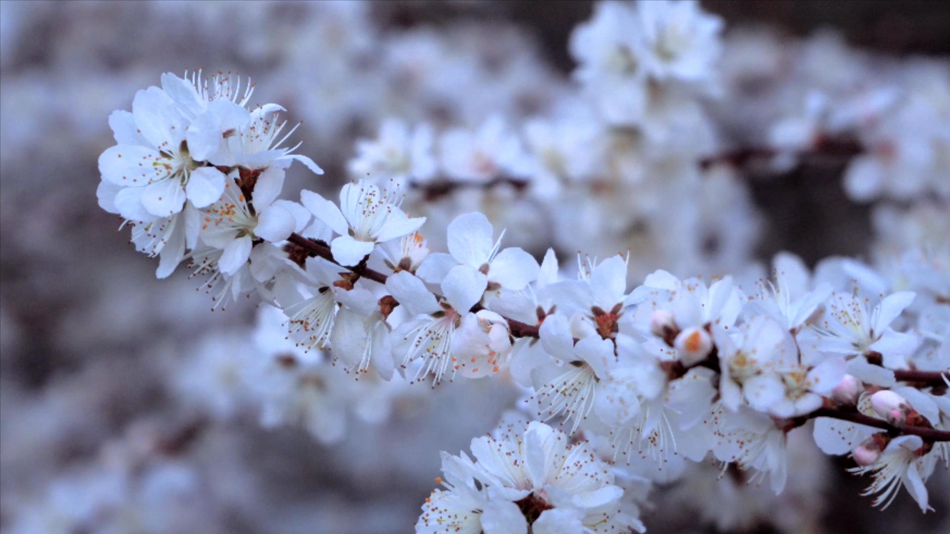4k实拍春暖花开唯美特写白色樱花盛开视频的预览图