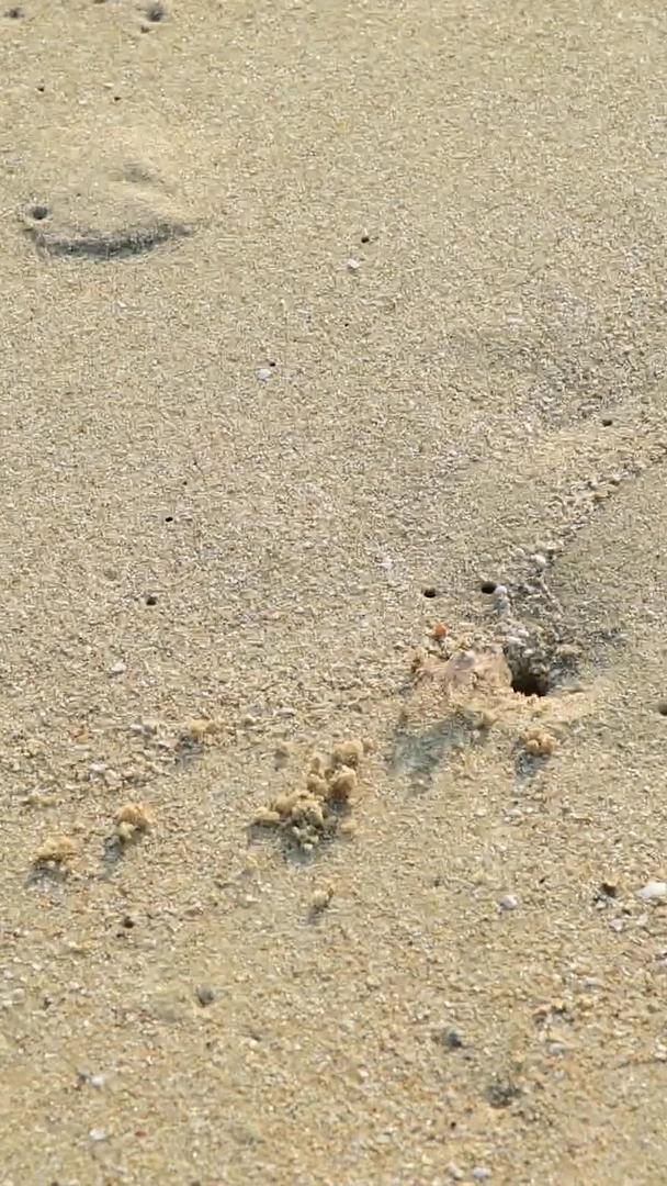 海滩上的螃蟹视频的预览图