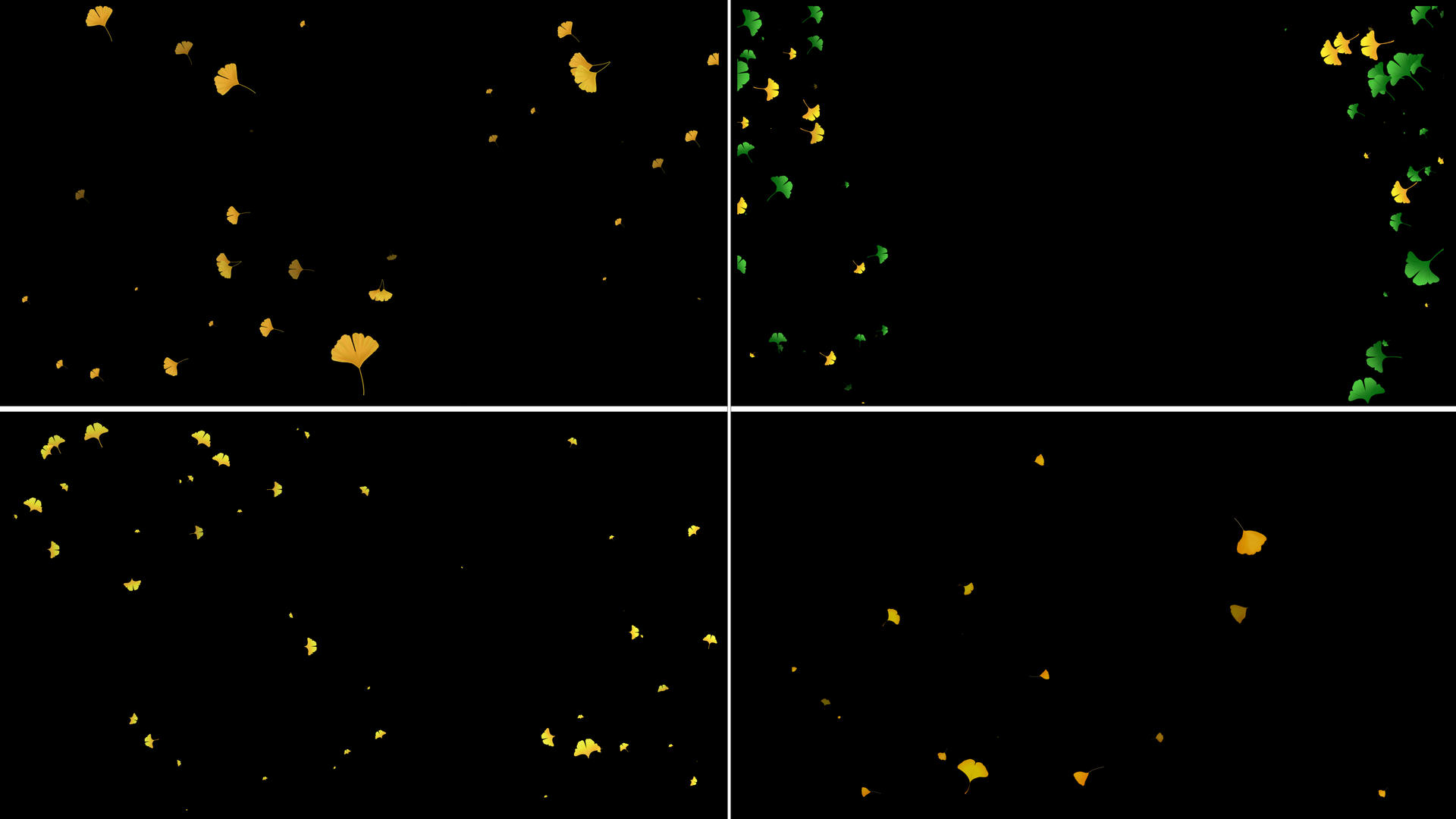 重传一组银杏叶粒子动画视频的预览图