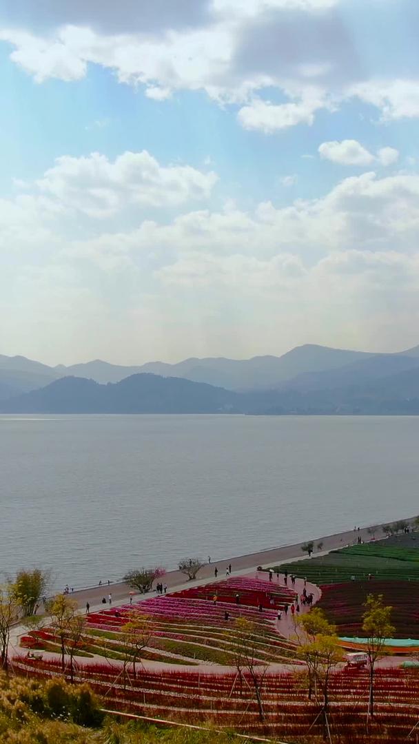 云南抚仙湖月亮湾湿地公园航拍视频视频的预览图