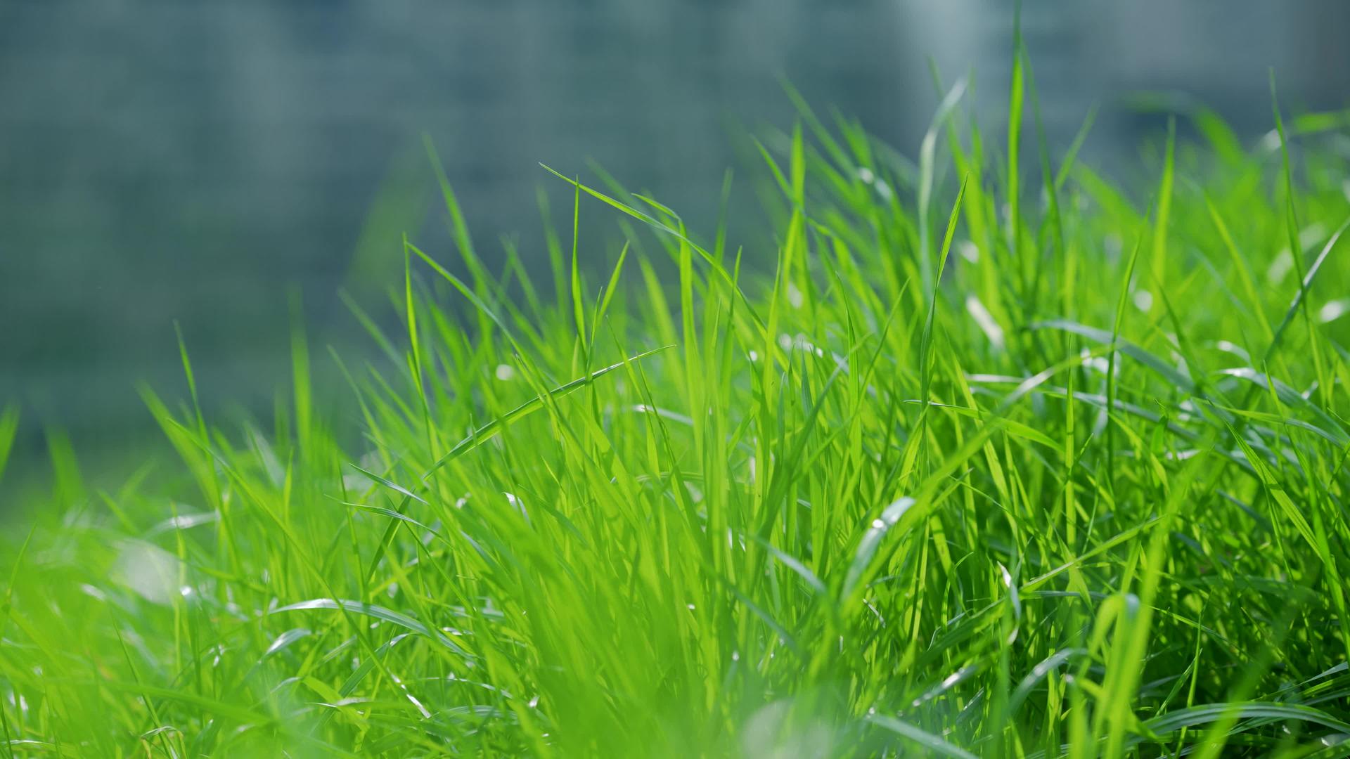 4k拍摄春天微风吹来的绿草视频的预览图