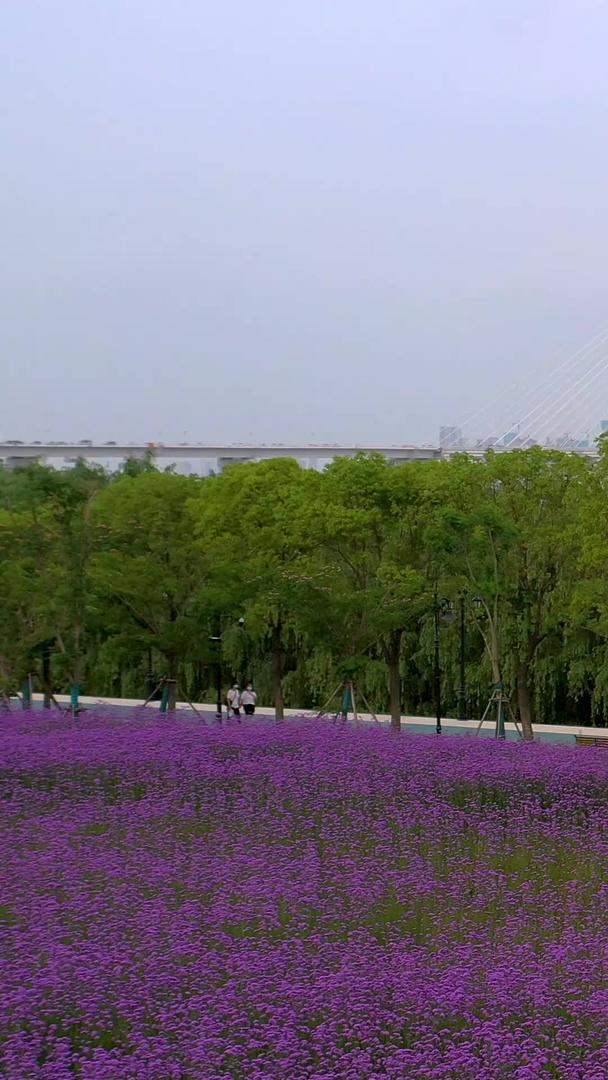 航拍江边马鞭草花海远眺二七长江大桥视频的预览图