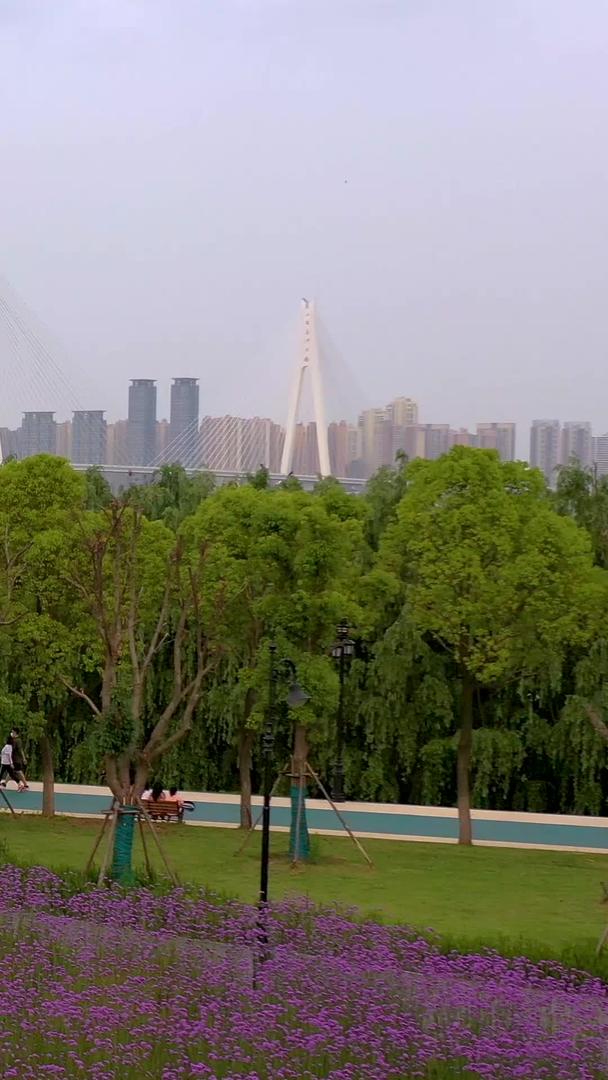 航拍江边马鞭草花海远眺二七长江大桥视频的预览图