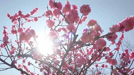 春暖花开的公园枝头粉红梅花视频的预览图