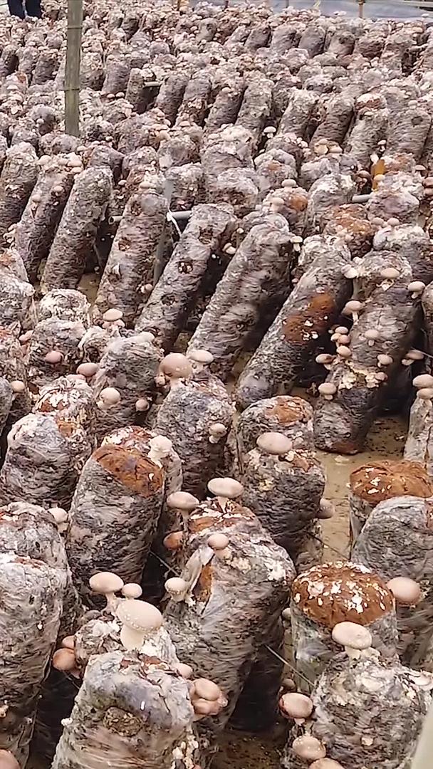 蘑菇种植基地视频的预览图